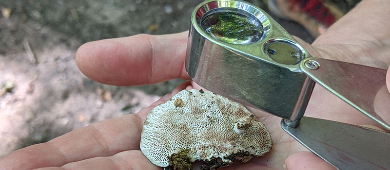 Person holding a lichen and looking at it up close with a hand lens.