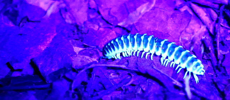 Insect under a blacklight.