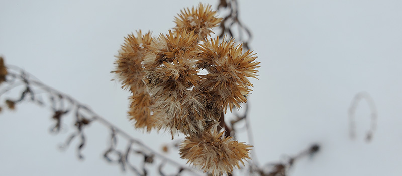 Winter weed against a gray sky