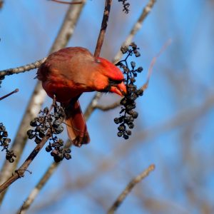 Photograph of a cardinal taken by Meg Schader