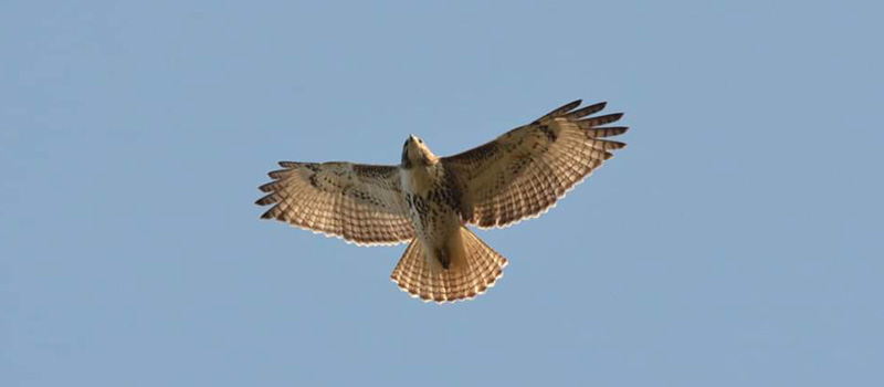 Red-tailed Hawk in the sky