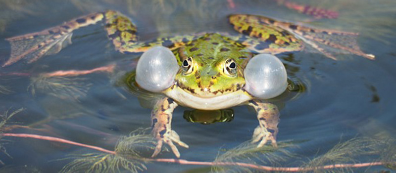 Frog with puffed face in water