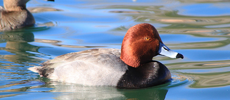 Redhead duck in water