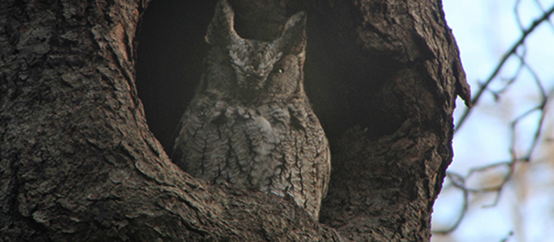Screech owl in tree