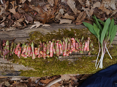 wild edibles on a log in woods prepared for eating