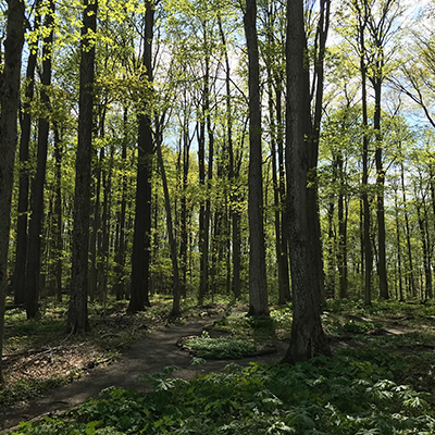 spring in the forest at Baltimore Woods with trees leafing out