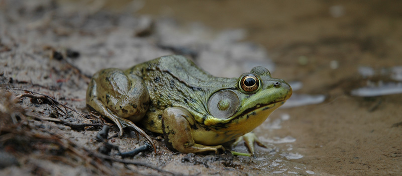 green frog in mud