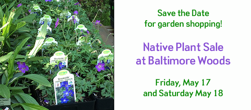 2024 native plant sale announcement for May 17 & 18