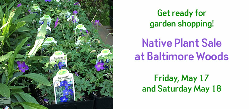 get ready for garden shopping at the native plant sale May 17 and 18 with picture of purple flowers on a table for sale