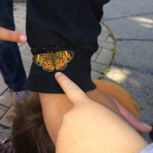 Child pointing at butterfly.