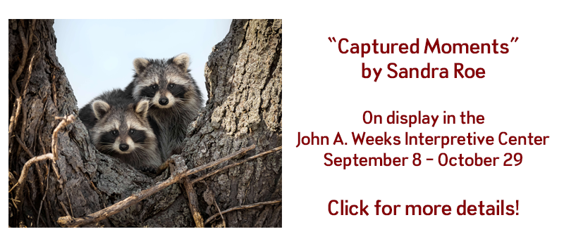 "Captured Moments" by Sandra Roe at Baltimore Woods