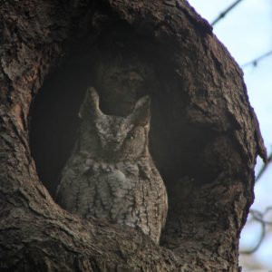 Screech owl in tree at Baltimore Woods