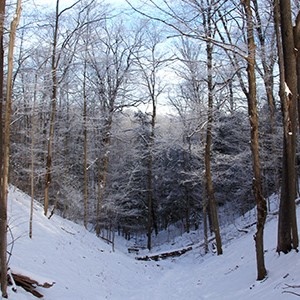 Snow-covered woods at Baltimore Woods