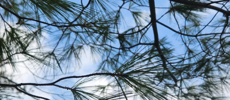 Fir branches against sky.