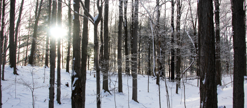 Frosty trees at Baltimore Woods.