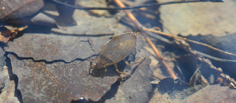 Giant water bug in water