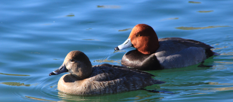 Pair of Redhead ducks.