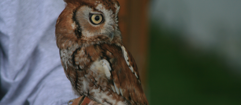 Red phase screech owl