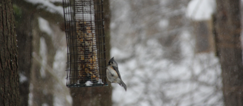 Titmouse at bird feeder.