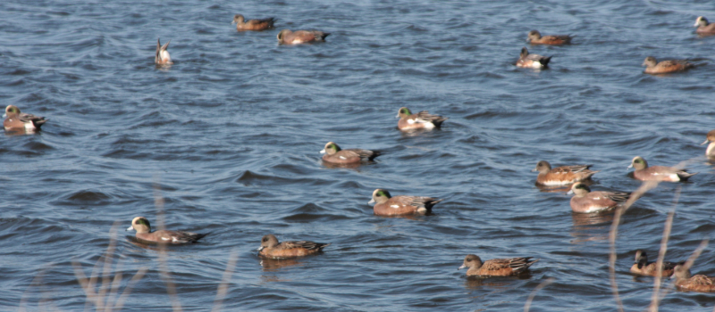 Lake with ducks swimming in it.