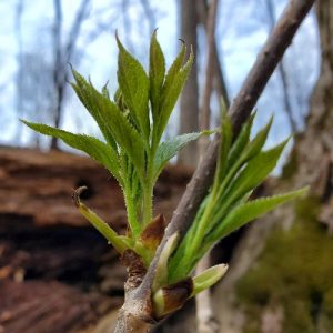 spring early emerging leaves_AKS_400x400