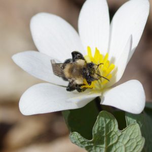 Native Bee Research_Bee on Bloodroot_400x400