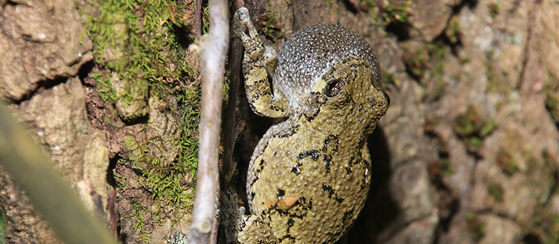 Tree frog.