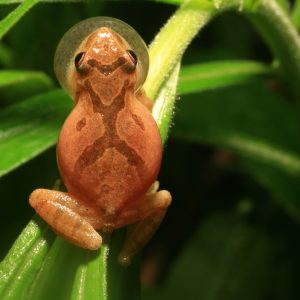 Treefrog