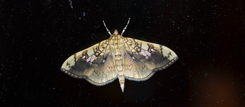 Basswood Leafroller Moth