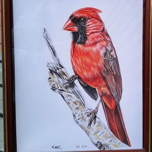 Cardinal Signed and Numbered Print by Anna Stunkel.