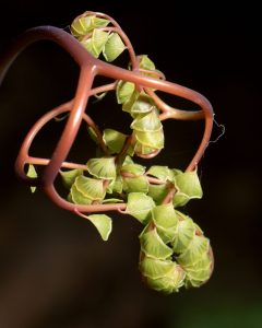Nature photo by Tom Meier
