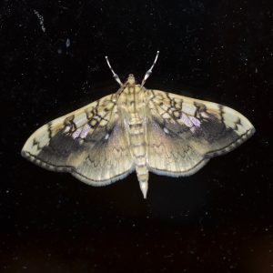 Basswood Leafroller Moth (picture taken by Anna Stunkel)