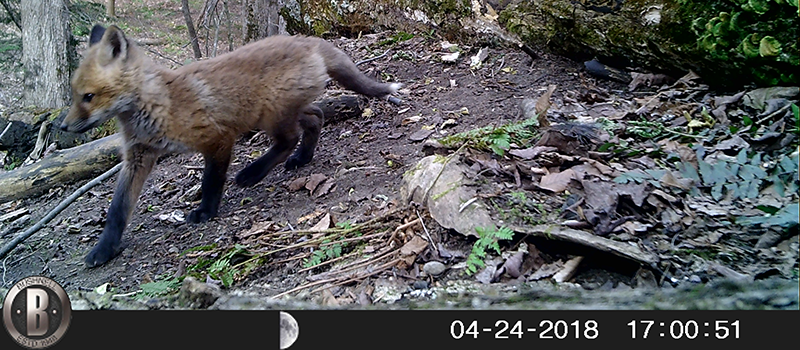 Fox caught on a trail camera.