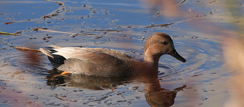 Duck in water.