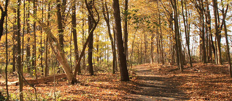 Baltimore Woods trail in the fall