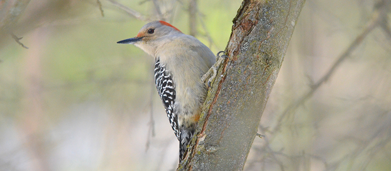 Red-bellied woodpecker (photo taken by Anna Stnkel)