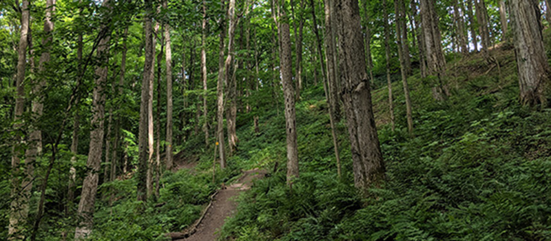 Valley Trail at Baltimore Woods