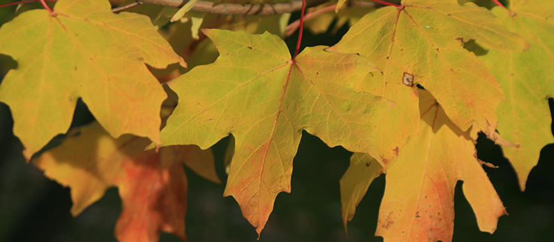 Sugar Maple leaves in the fall.