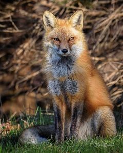 Photo of a fox taken by Don Crumb