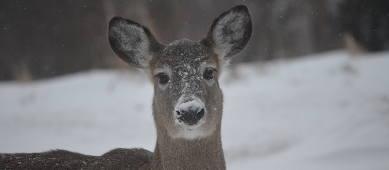 Deer with snow on its nose (photo taken by Anna Stunkel).