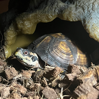 Fern the turtle