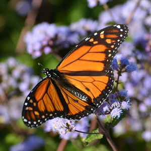 Monarch Butterfly
