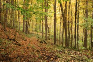 New property at Baltimore Woods Nature Center