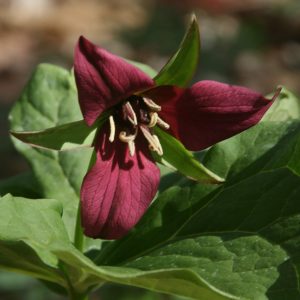 Trillium grandiflorum_square Trillium at Baltimore Woods
