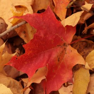 fall leaves2.jpg_square Fall leaves at Baltimore Woods
