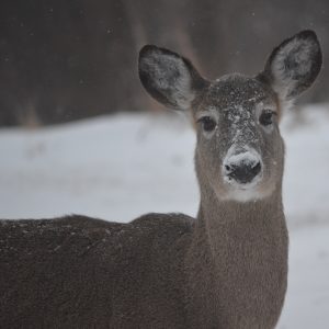 White-tailed deer with snow on its nose.