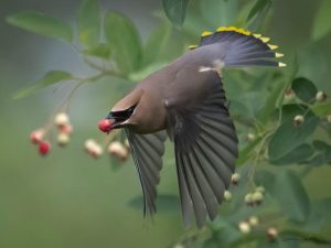 Cedar Waxwing with Serviceberrry by Diana Whiting