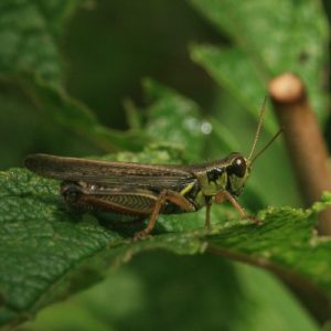 grasshopper_macro_400x400