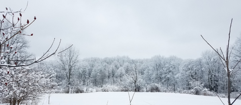 snow covered field
