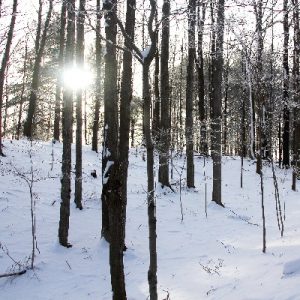Sunlight in Winter Forest_400x400